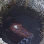 interventie pentru salvarea unui cal cazut intr o fantana in sat todirel com barnova 68ac6dff40853