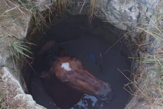 interventie pentru salvarea unui cal cazut intr o fantana in sat todirel com barnova 68ac6dff40853