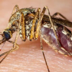 italia 12 morti in urma infectarii cu virusul west nile 6892507584923