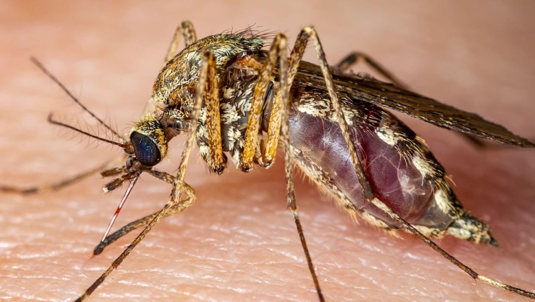 italia 12 morti in urma infectarii cu virusul west nile 6892507584923