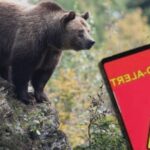 la un pas de o noua tragedie motociclist strain muscat de urs pe transfagarasan a scapat cu viata dar cu rani la picior 68a9feea81d64