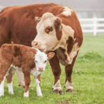 mama si fiu raniti de vaca din gospodarie femeia e in stare grava 68998bdb8e11b