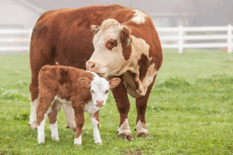 mama si fiu raniti de vaca din gospodarie femeia e in stare grava 68998bdb8e11b