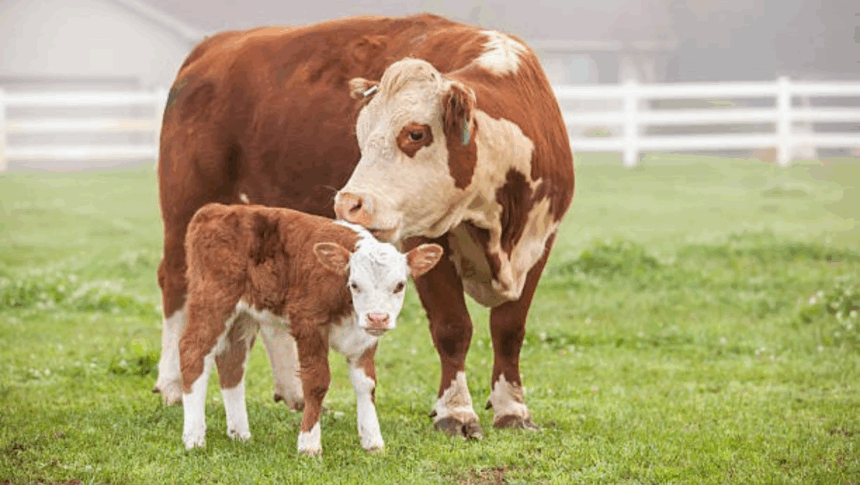 mama si fiu raniti de vaca din gospodarie femeia e in stare grava 68998bdb8e11b