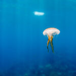 meduzele au oprit o centrala nucleara din franta cum s a intamplat incidentul 6899e5d701edc