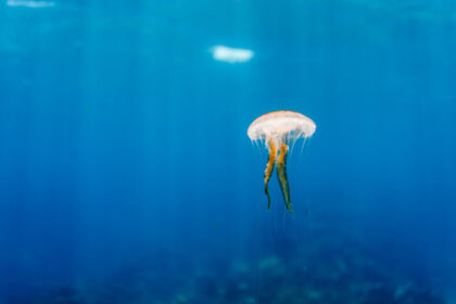 meduzele au oprit o centrala nucleara din franta cum s a intamplat incidentul 6899e5d701edc