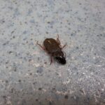 misterul insectelor brune inchise observate de ieseni entomologul alex pintiloaie vara e maximul lor de activitate 6896a0be72f7a