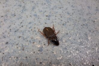 misterul insectelor brune inchise observate de ieseni entomologul alex pintiloaie vara e maximul lor de activitate 6896a0be72f7a