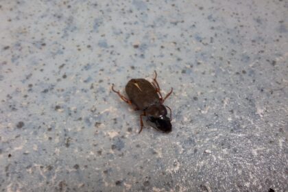 misterul insectelor brune inchise observate de ieseni entomologul alex pintiloaie vara e maximul lor de activitate 6896a0be72f7a