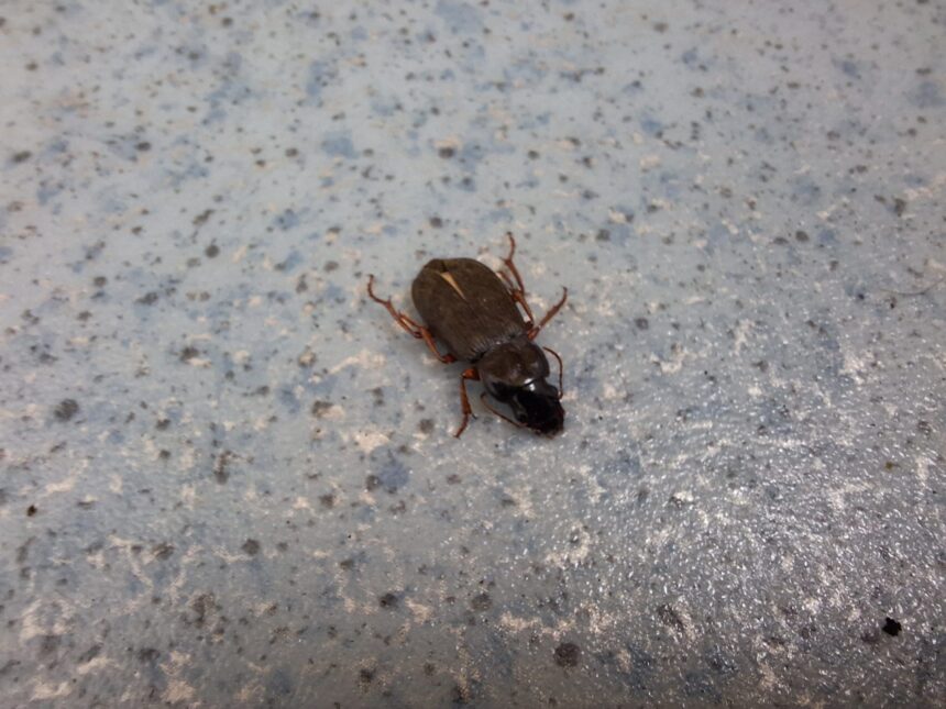 misterul insectelor brune inchise observate de ieseni entomologul alex pintiloaie vara e maximul lor de activitate 6896a0be72f7a