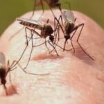 numarul cazurilor de infectie cu virusul west nile in continua crestere anuntul institutului national de sanatate publica 68a738e10eccf