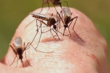 numarul cazurilor de infectie cu virusul west nile in continua crestere anuntul institutului national de sanatate publica 68a738e10eccf