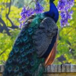 o descoperire remarcabila arata ca paunii isi pot tranforma penele in adevarate lasere 68a4c16149cf4