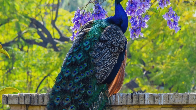 o descoperire remarcabila arata ca paunii isi pot tranforma penele in adevarate lasere 68a4c16149cf4