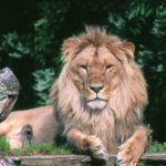 o gradina zoologica din danemarca face apel catre oameni sa i doneze animalele de companie pentru a si hrani pradatorii cu ele 6891a12277583