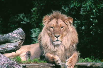 o gradina zoologica din danemarca face apel catre oameni sa i doneze animalele de companie pentru a si hrani pradatorii cu ele 6891a12277583