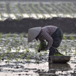 operatiunea orez pentru teren ce compensatii au primit fermierii vietnamezi pentru a face loc unui complex de golf al familiei trump 6899829cacd47