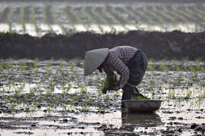 operatiunea orez pentru teren ce compensatii au primit fermierii vietnamezi pentru a face loc unui complex de golf al familiei trump 6899829cacd47