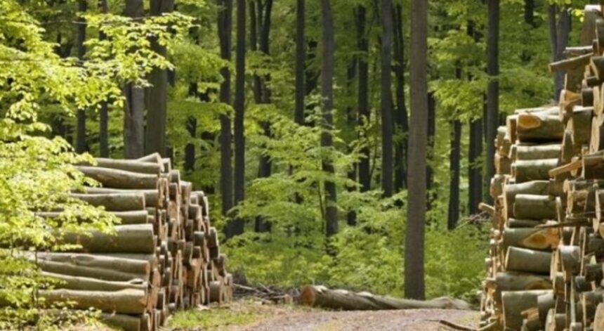 padurari retinuti pentru ca au ajutat hotii de lemne si au acoperit furtul in acte 689319ac6597f