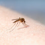 patru cazuri de infectie cu virusul west nile au fost inregistrate in aceasta vara in romania 689c0ecb9a021