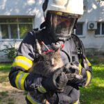 pisica salvata de pompierii din iasi dintr un apartament care a luat foc 688e270fe15b4