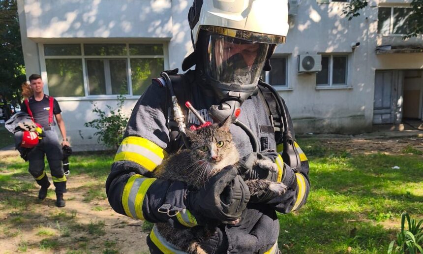 pisica salvata de pompierii din iasi dintr un apartament care a luat foc 688e270fe15b4