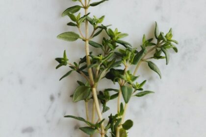 planta medicinala recomandata pentru a trata raceala si durerile in gat actioneaza ca un antibiotic natural 68afe51094617