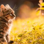 plante toxice pentru pisici evita sa le tii aproape daca ai feline in casa 68a4db65b1183