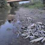 poluare masiva pe raul avrig mii de pesti gasiti morti dupa o deversare de beton de pe santierul a13 reactia autoritatilor 68a833f49a2a6