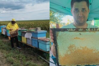 povestea tanarului absolvent al usv iasi care a proiectat un cantar inteligent pentru stupina proprie de la mure si zmeura la albine 68a122df9063e