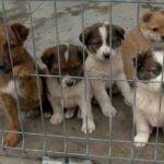 primarie amendata din cauza ca nu a amenajat un padoc chiar daca nu avea caini comunitari in zona judecatorii au fost de neclintit 6897e889ef5c1