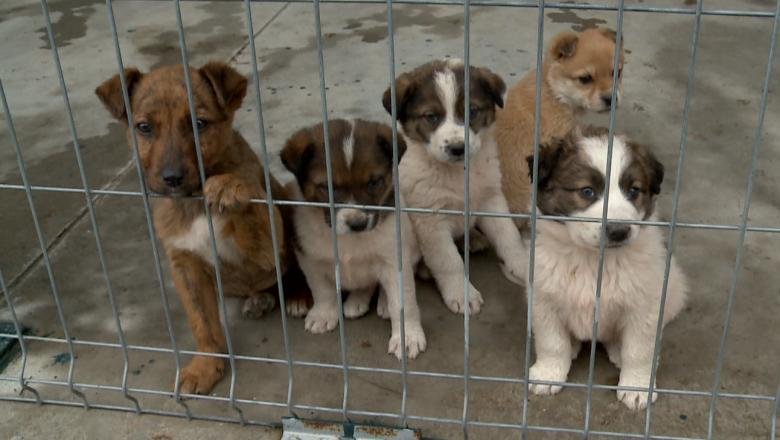 primarie amendata din cauza ca nu a amenajat un padoc chiar daca nu avea caini comunitari in zona judecatorii au fost de neclintit 6897e889ef5c1