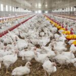 productia de carne a romaniei in crestere la toate speciile de animale si la pasari fata de luna precedenta 6899d1f274978