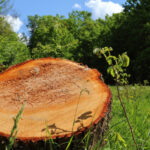 regenerarea padurilor este in scadere in special la rasinoase si foioase putin peste 25 000 de hectare au fost reimpadurite in 2024 688eff908d8a3