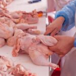 romania a exportat anul trecut peste 200 de milioane de pui suntem cea mai puternica forta avicola din uniunea europeana 689dac1306a1b