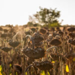 seceta record in europa romania se numara printre tarile cele mai afectate 689467af53482