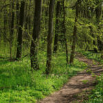 silvicultori retinuti pentru ca au ajutat hotii de lemne si au acoperit furtul in acte 68930c2d8438c