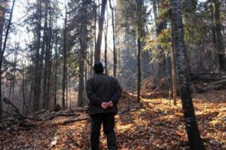 spaima prin vecini mor padurile moldovei daca se muta sediul romsilva la iasi 68920b49f1333