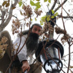 stegarul dac aflat in arest la rahova a escaladat un gard si s a urcat intr un pom intervin politisti negociatori si psihologi 688d2bfe5b4a8