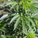 studiu socant consumul de canabis pentru depresie poate deschide usa paranoiei 68af5beb4e995