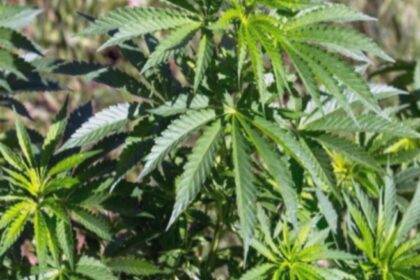 studiu socant consumul de canabis pentru depresie poate deschide usa paranoiei 68af5beb4e995