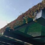 suspiciuni de otravire a coloniilor de plante care urmau sa inverzeasca acoperisurile statiilor de autobuz din arad 68ac1aabf23e6