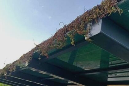 suspiciuni de otravire a coloniilor de plante care urmau sa inverzeasca acoperisurile statiilor de autobuz din arad 68ac1aabf23e6