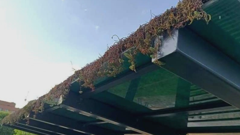 suspiciuni de otravire a coloniilor de plante care urmau sa inverzeasca acoperisurile statiilor de autobuz din arad 68ac1aabf23e6