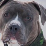 tanara de 26 de ani atacata de un caine amstaff pe strada proprietarul amendat si cercetat penal 68b31ffb0a045