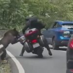 turist strain atacat de un urs pe transfagarasan animalul i a rasturnat motocicleta si i a golit rucsacul 68b1d0fd85a4f