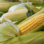 ue aproape de o criza alimentara va fi nevoita sa faca importuri masive de porumb 68a9f758bfa68