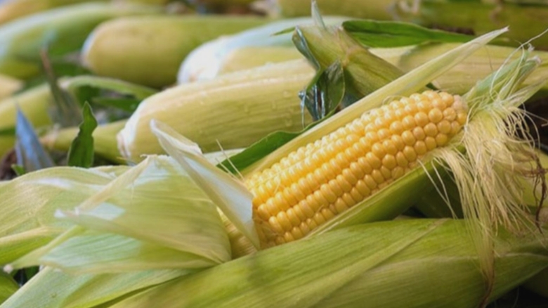 ue aproape de o criza alimentara va fi nevoita sa faca importuri masive de porumb 68a9f758bfa68