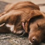 un barbat din giurgiu retinut dupa ce a ucis cainele unei vecine cu o bata s a enervat dupa ce i a mancat o pasare 68a6cd5c48b75 1