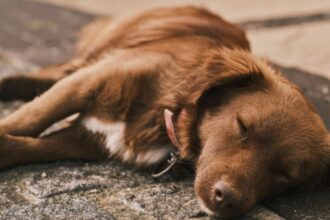 un barbat din giurgiu retinut dupa ce a ucis cainele unei vecine cu o bata s a enervat dupa ce i a mancat o pasare 68a6cd5c48b75 1